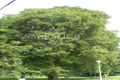 Terminalia arjuna